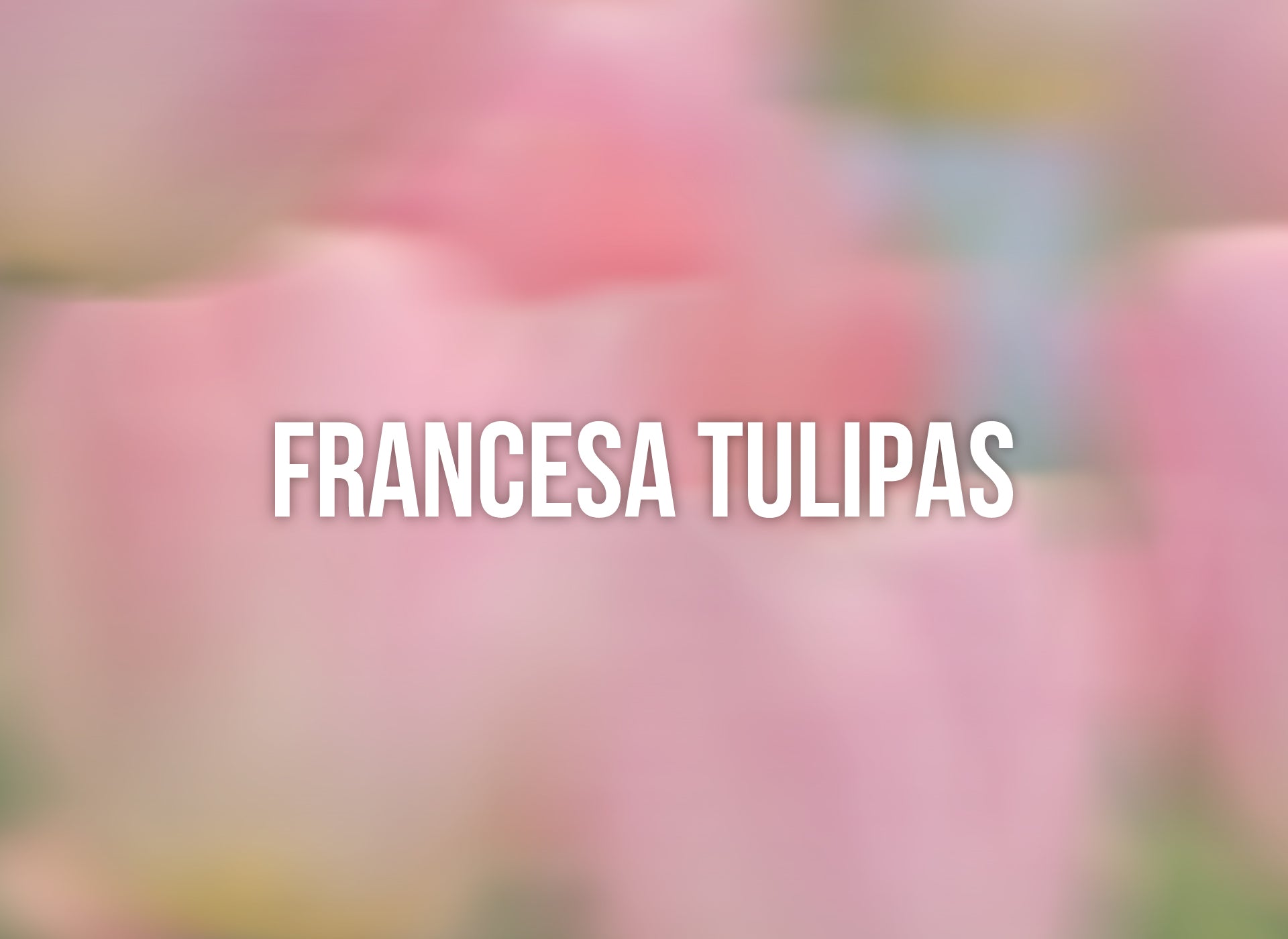 Francesa Tulipas