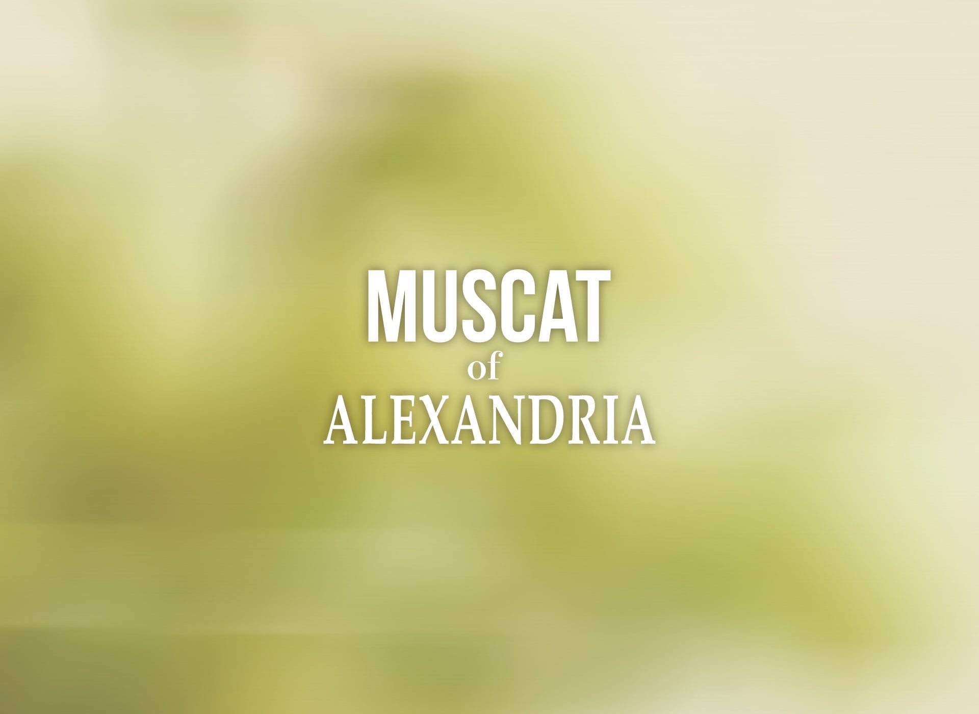 Muscat of Alexandria