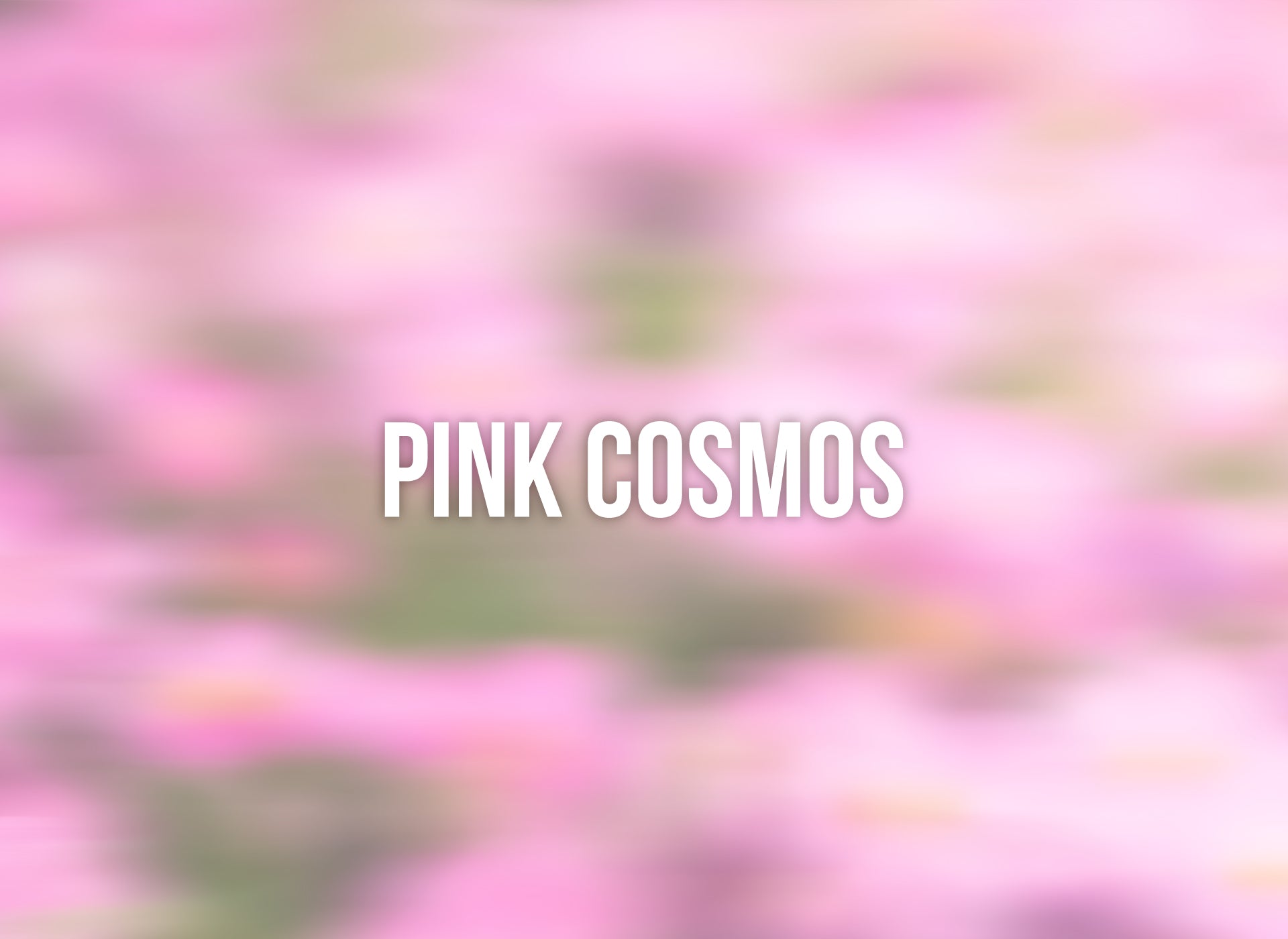 Pink Cosmos