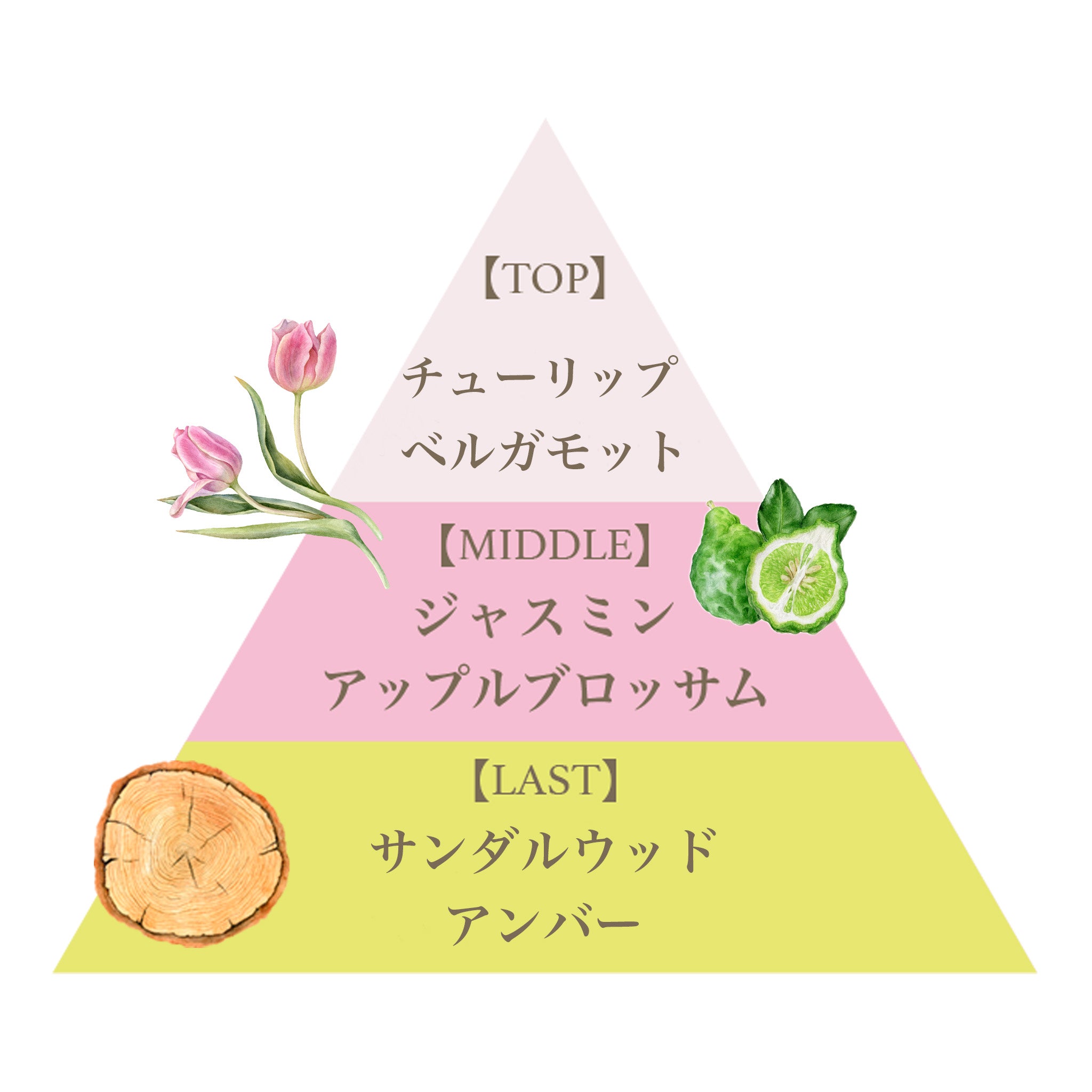 ボディスプラッシュ（フランセーザチュリパス） – FERNANDA