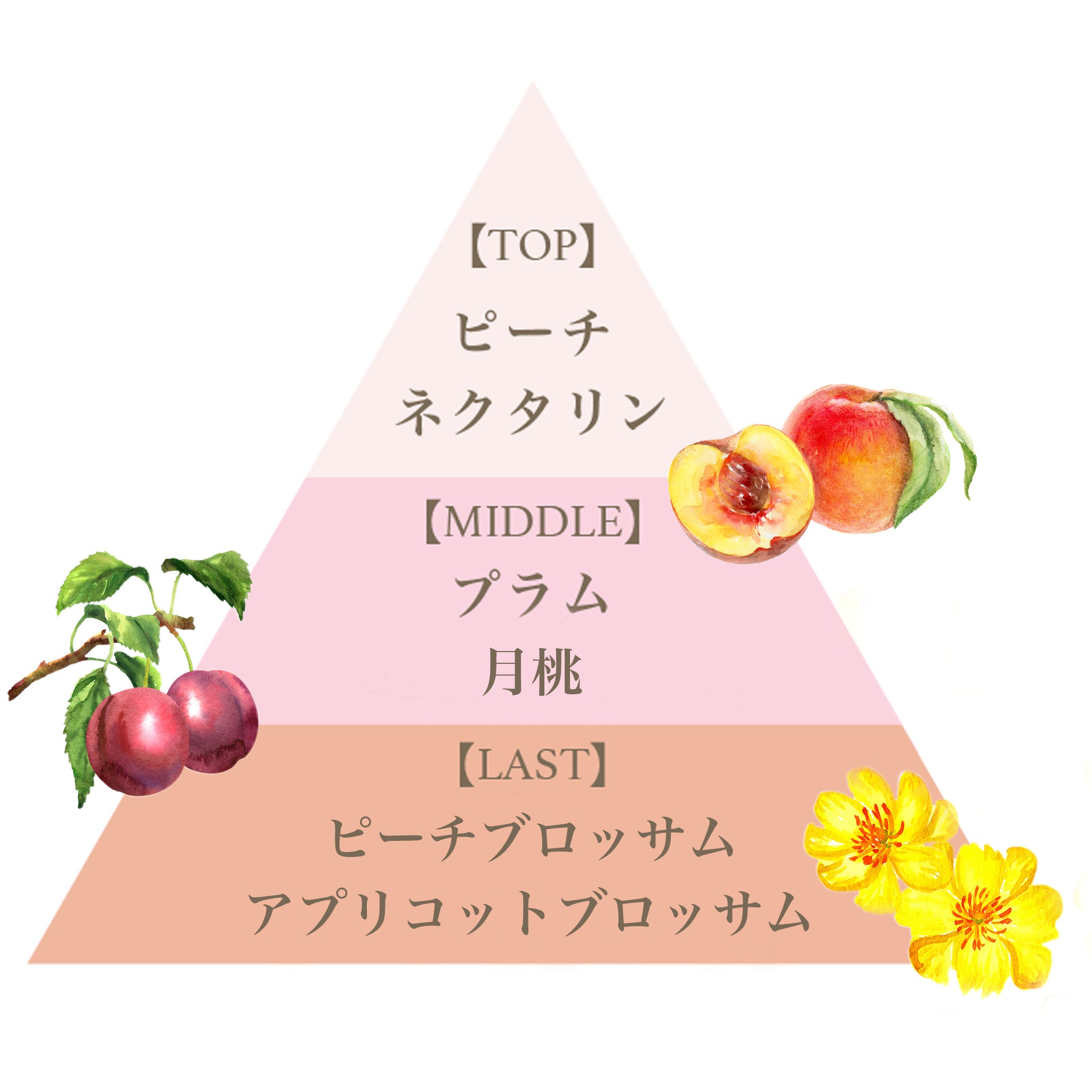 オード パルファム 12.5ml（モモ） – FERNANDA