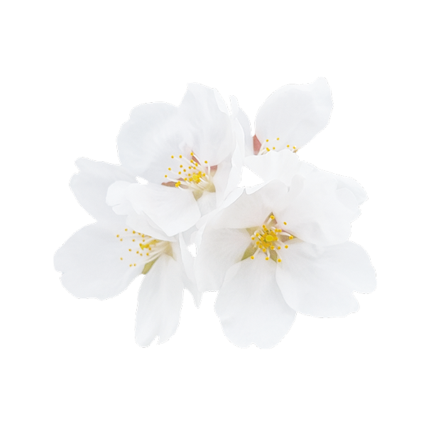 Blossom Beauty