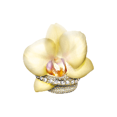 Lilly Crown 