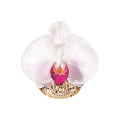 Floret Dalliance